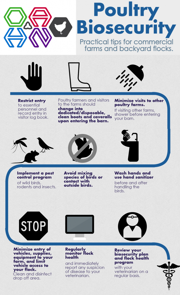 Poultry Biosecurity Infographic Ontario Animal Health Network