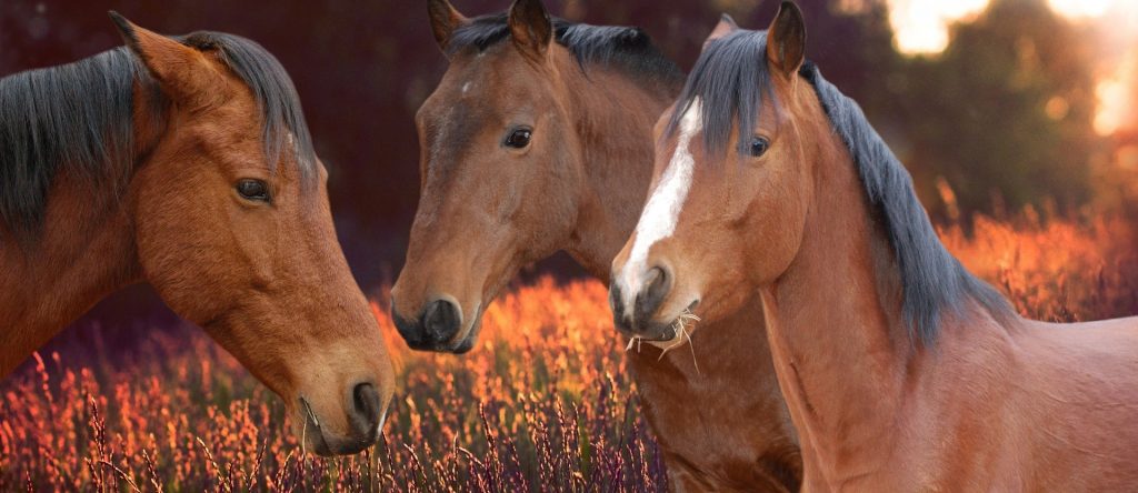 Three brown horses in front of orange flowers