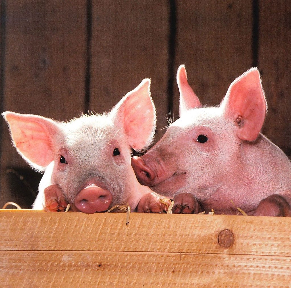 Two piglets