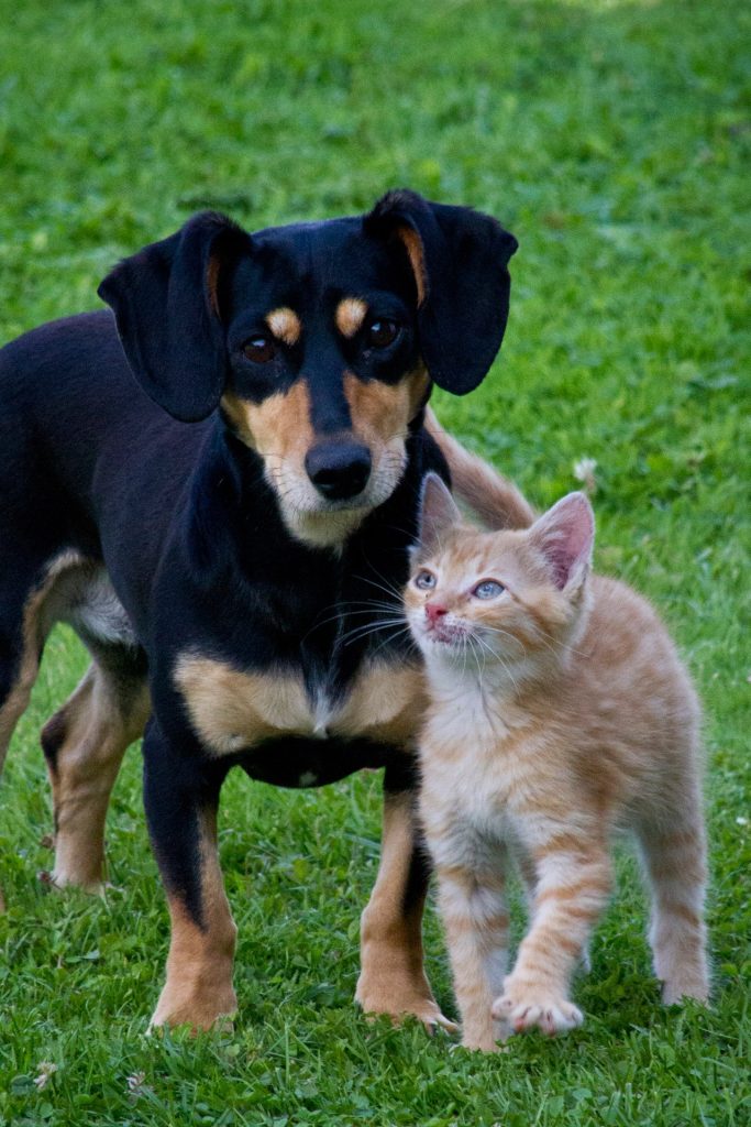 kitten and puppy beside each other on grass