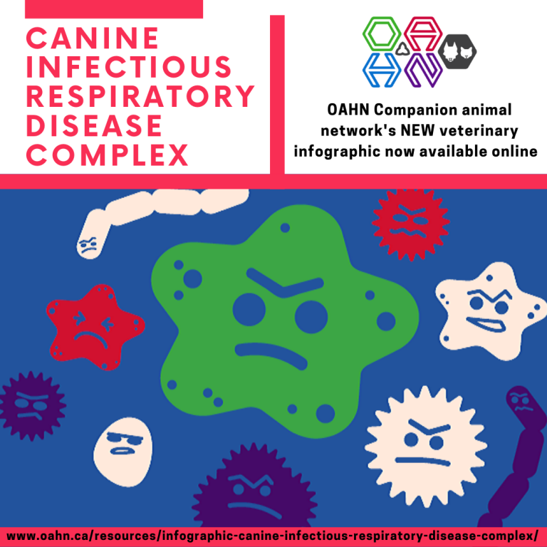 Canine infectious respiratory disease complex infographic Ontario