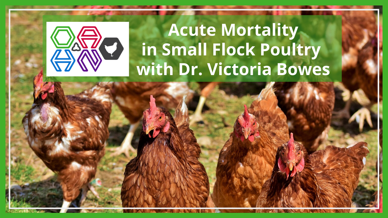 acute mortality small flock poultry