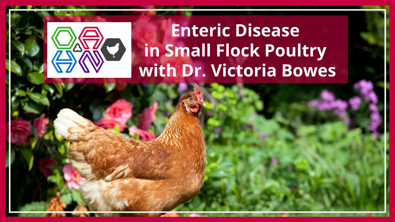 respiratory diseases of small flock poultry