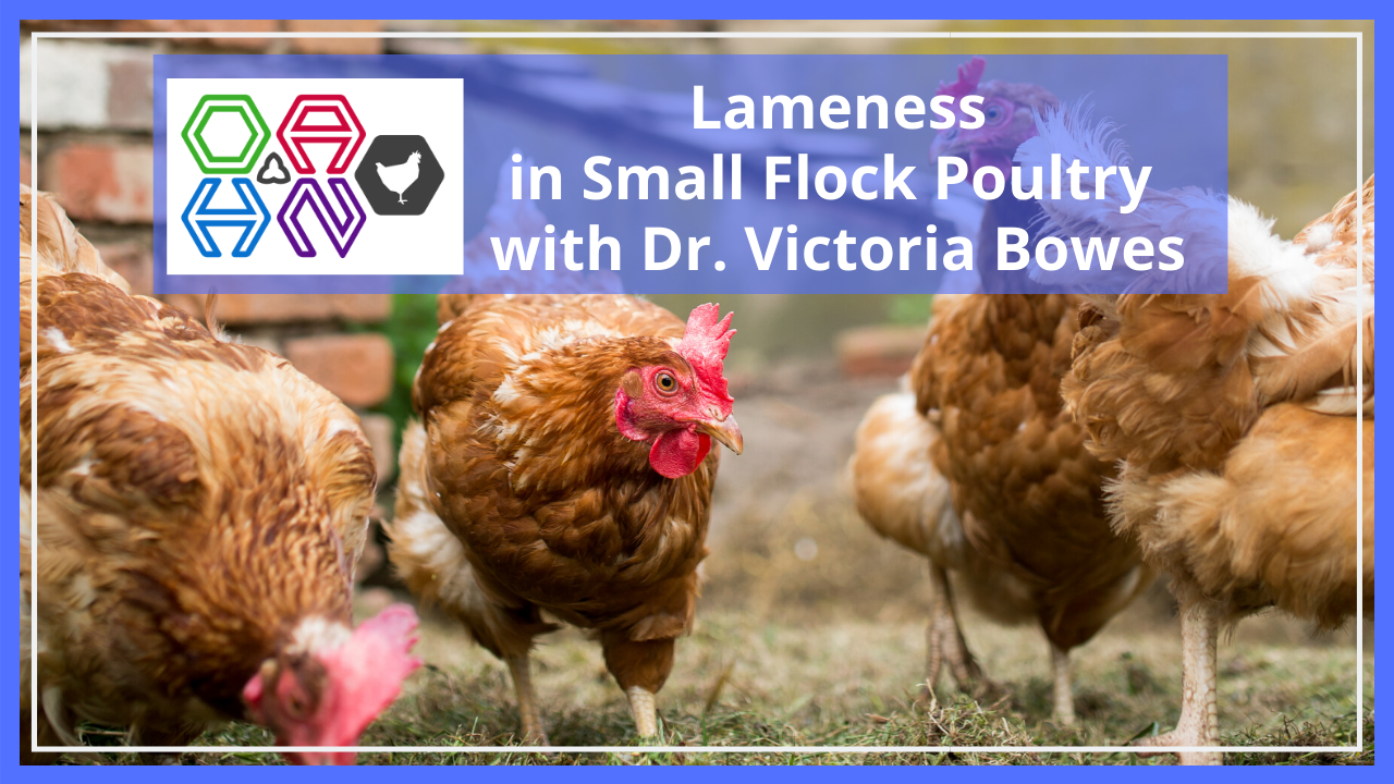 lameness in small flock poultry