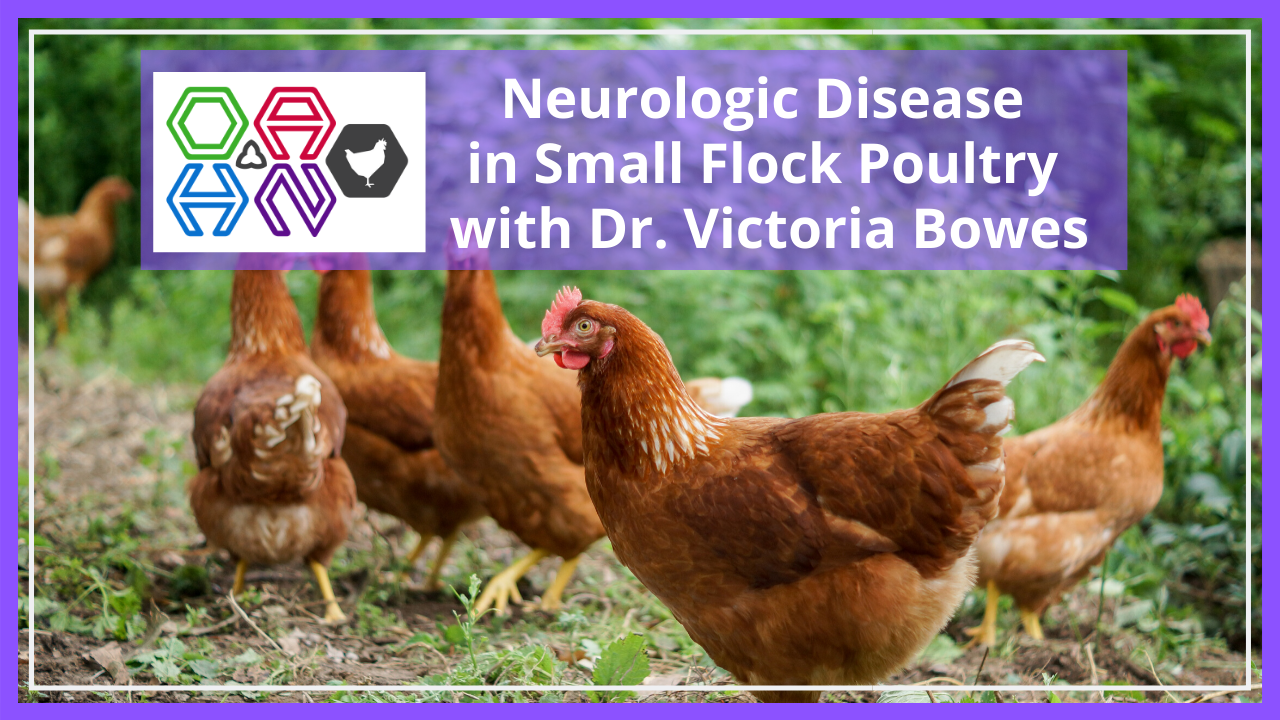 neurologic diseases of small flock poultry