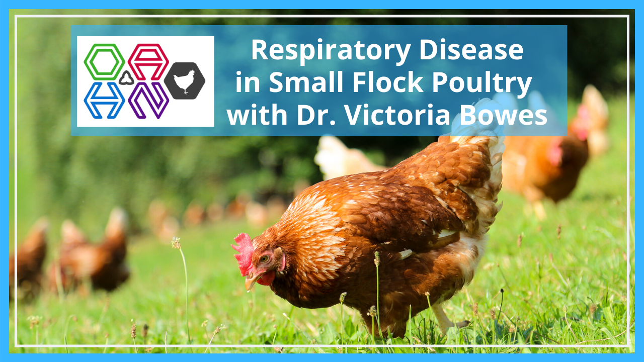 respiratory diseases of small flock poultry