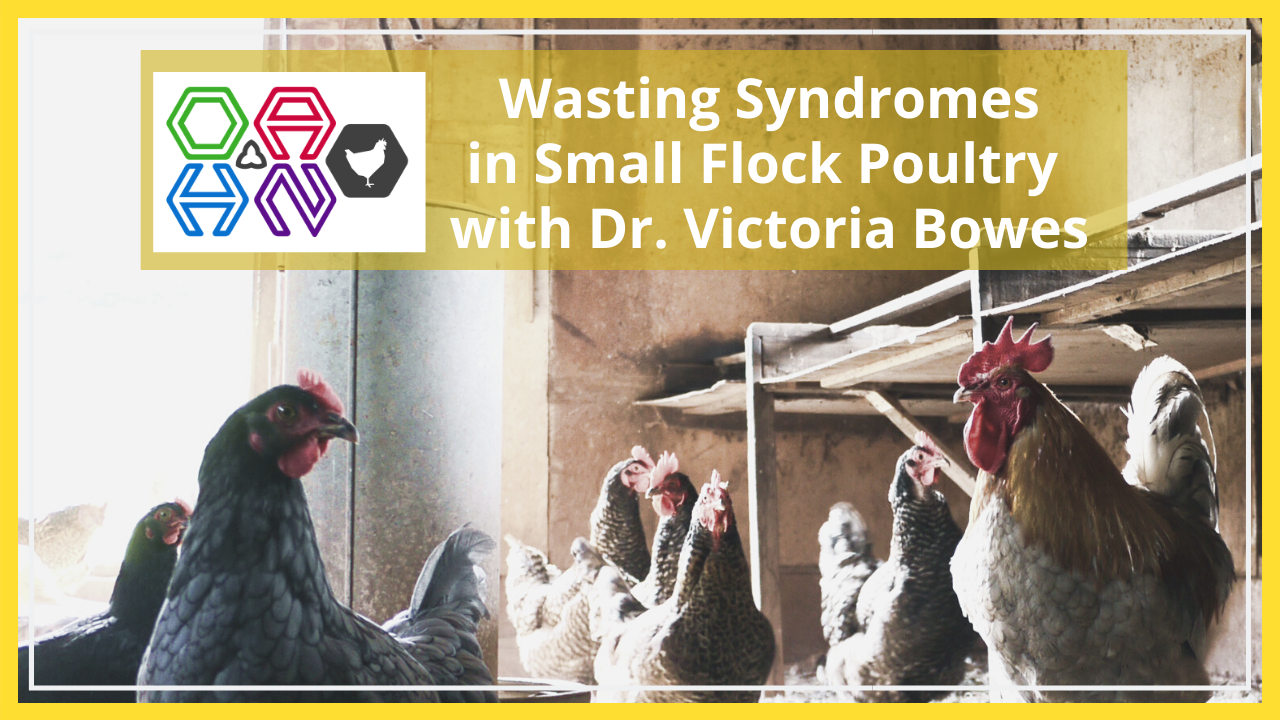 wasting syndromes in small flock poultry