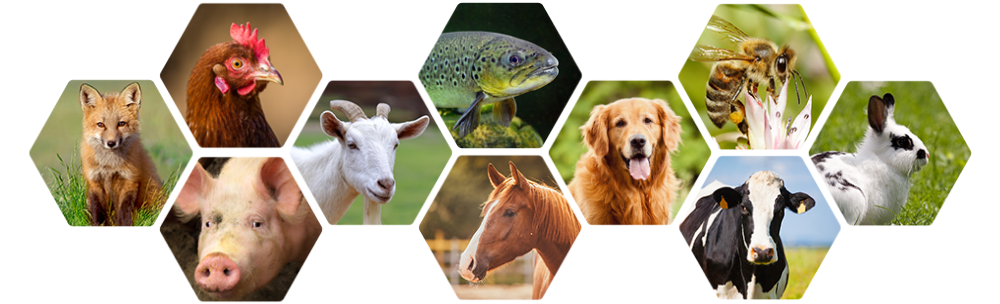 OAHN Disease Surveillance Projects - Ontario Animal Health Network