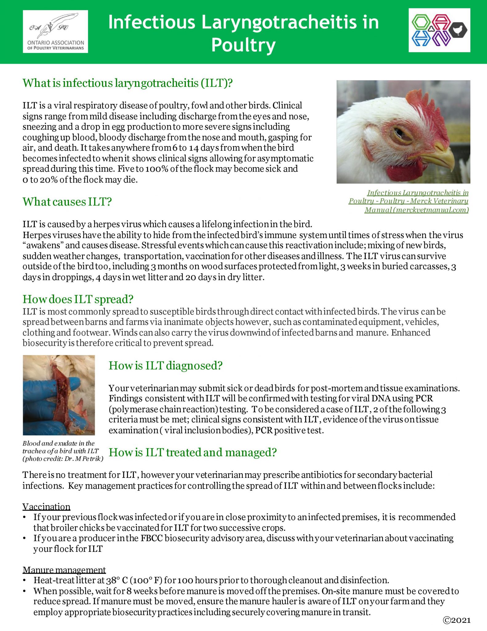 Infectious Laryngotracheitis In Poultry Factsheet Ontario Animal